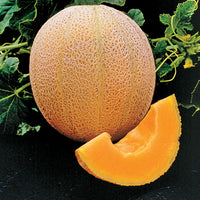 Սեխ