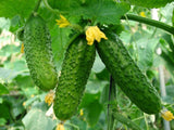 Վարունգ ռուսական