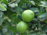 Լայմ