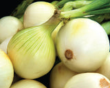 Սոխ սպիտակ