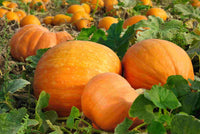 Դդում