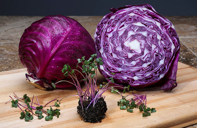 Կարմիր կաղամբ