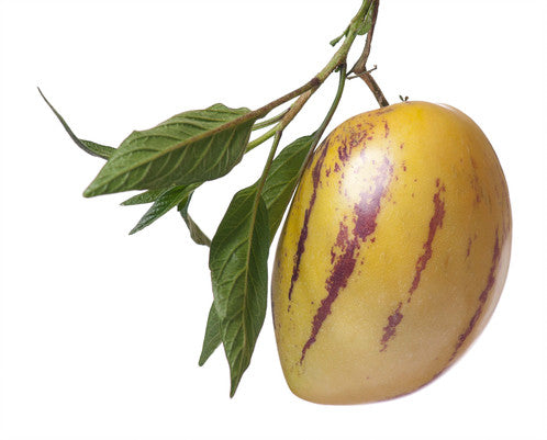 Պեպինո